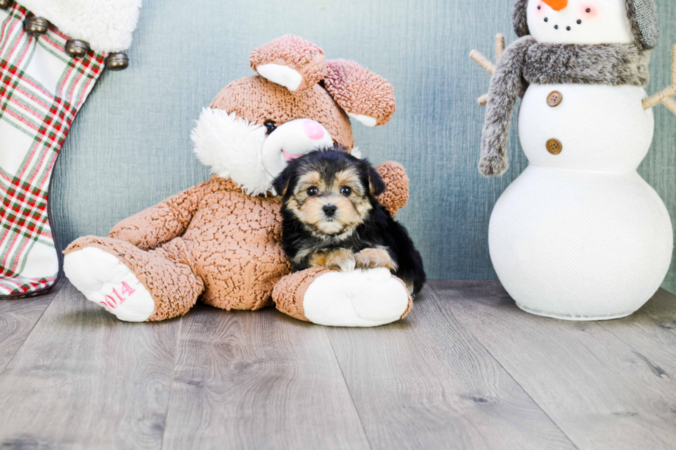 Adorable Yorkie Designer Puppy