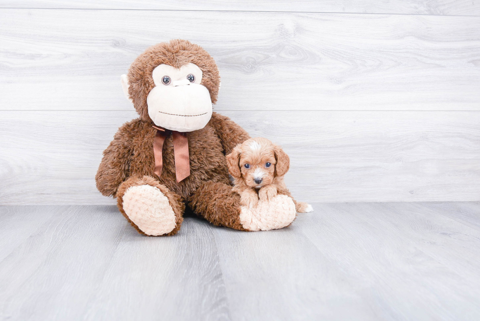 Hypoallergenic Cavoodle Poodle Mix Puppy