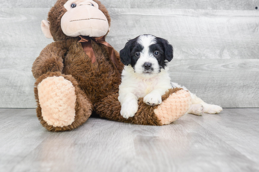 Mini Bernedoodle Puppy for Adoption