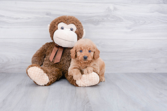 Mini Goldendoodle Pup Being Cute