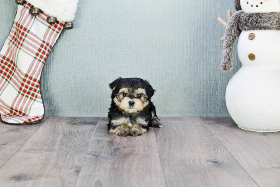 Morkie Pup Being Cute