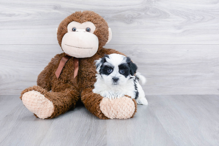 Cute Teddy Bear Baby