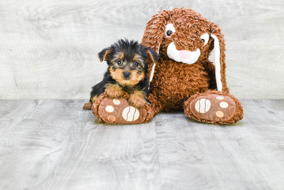 Meet Snickers - our Yorkshire Terrier Puppy Photo 