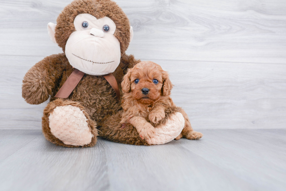 Friendly Cavapoo Baby