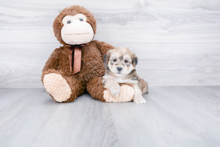 Smart Morkie Designer Pup