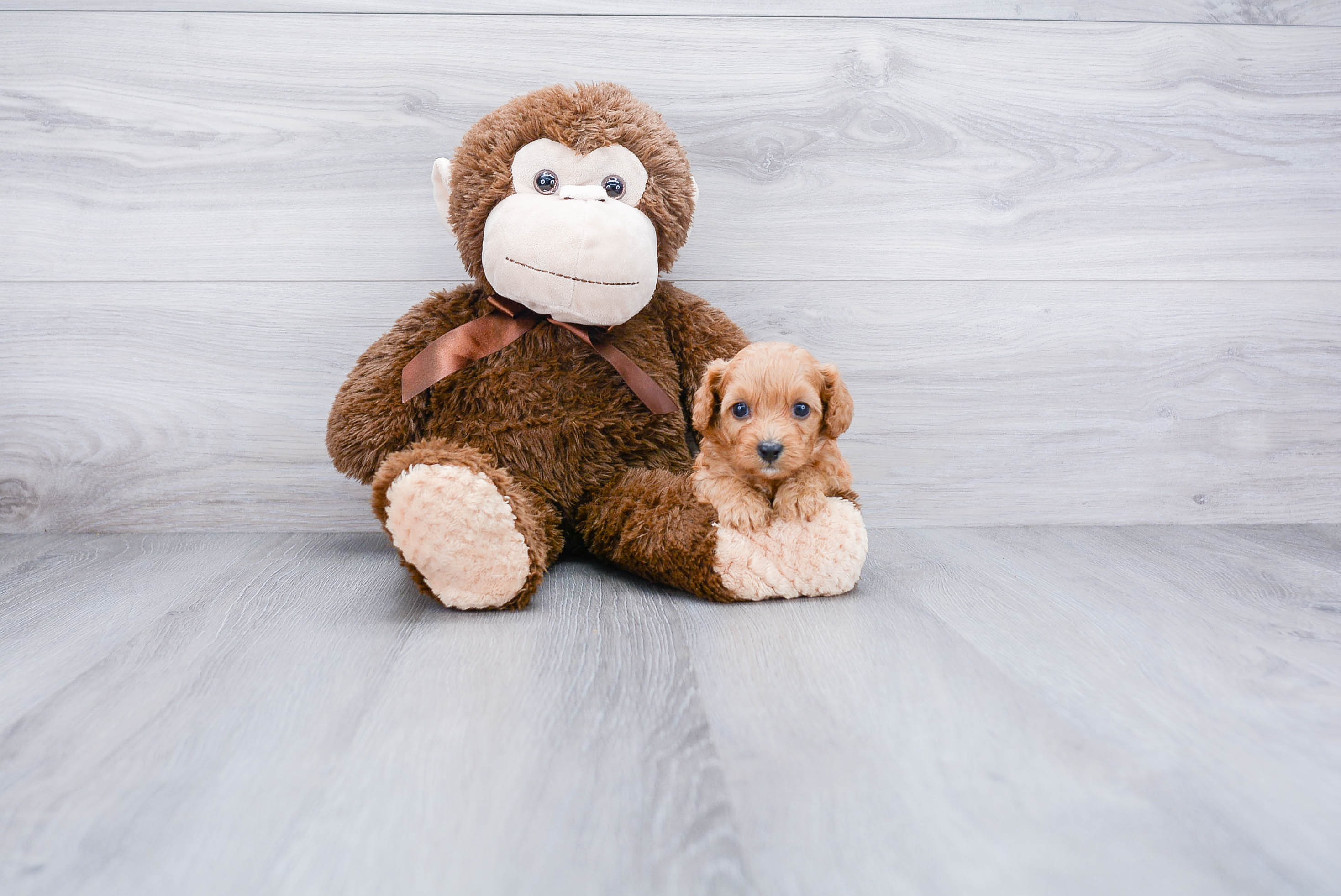 Best Cavapoo Baby