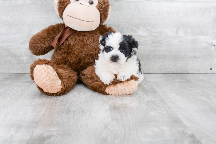 Morkie Puppy for Adoption