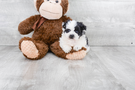 Morkie Puppy for Adoption