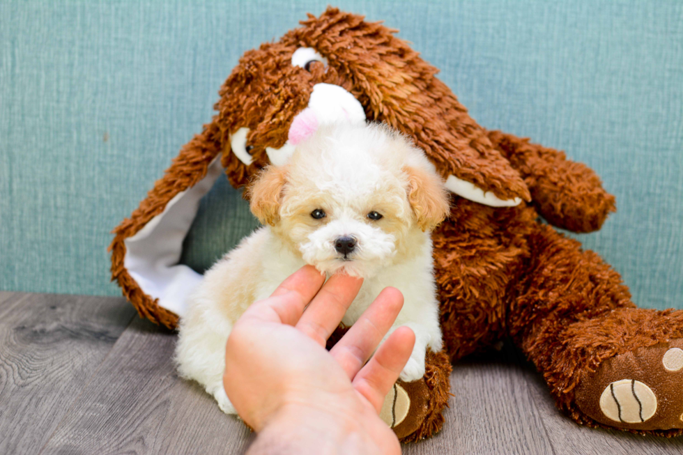 Small Maltipoo Baby