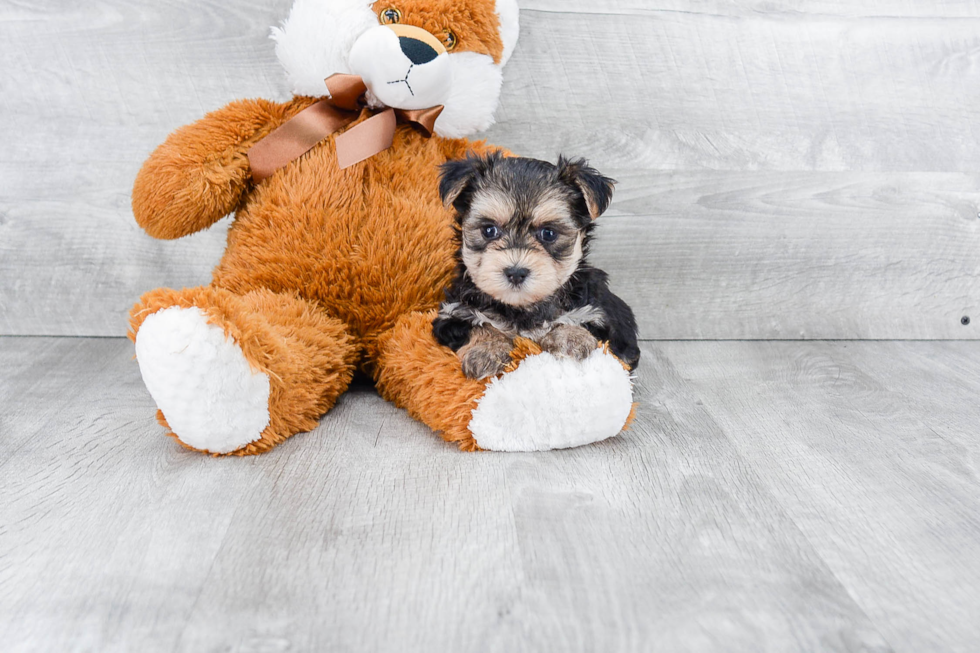 Morkie Pup Being Cute