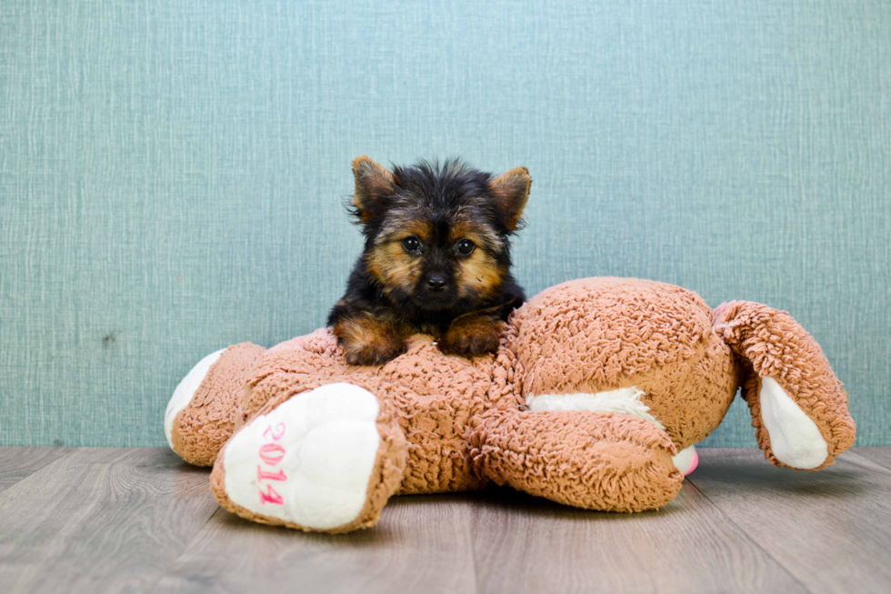 Meet Andrea - our Yorkshire Terrier Puppy Photo 