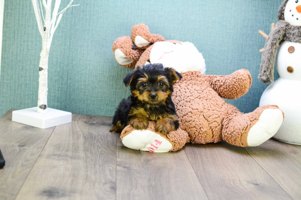 Meet Teacup-Lisa - our Yorkshire Terrier Puppy Photo 