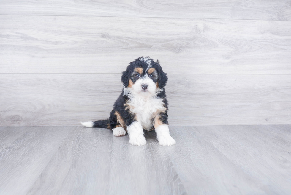 Mini Bernedoodle Puppy for Adoption