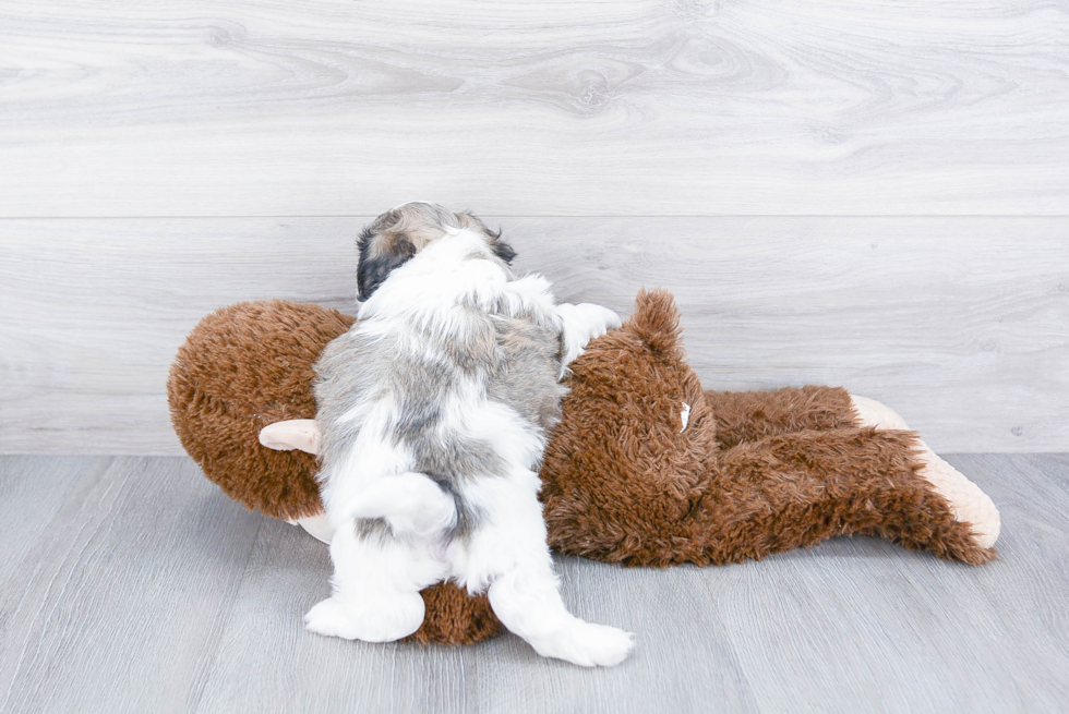 Cute Teddy Bear Baby