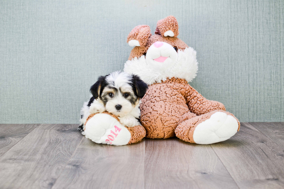 Small Morkie Baby