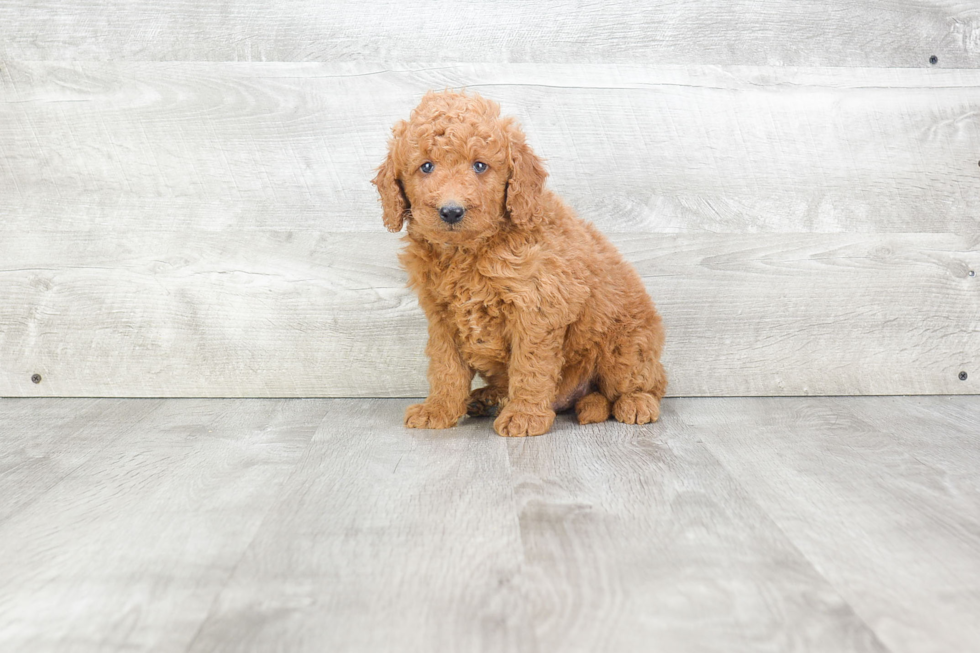 Popular Mini Goldendoodle Poodle Mix Pup