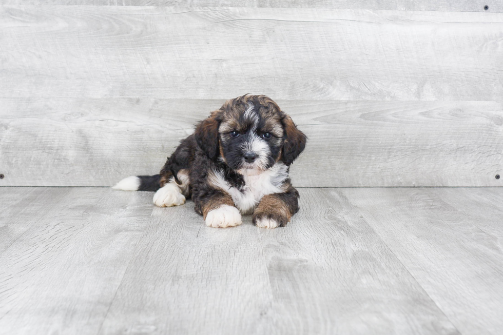 Smart Mini Bernedoodle Poodle Mix Pup