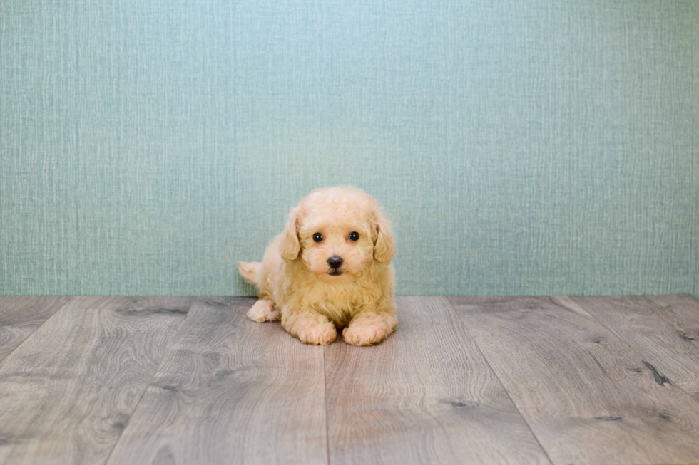 Petite Maltipoo Poodle Mix Pup