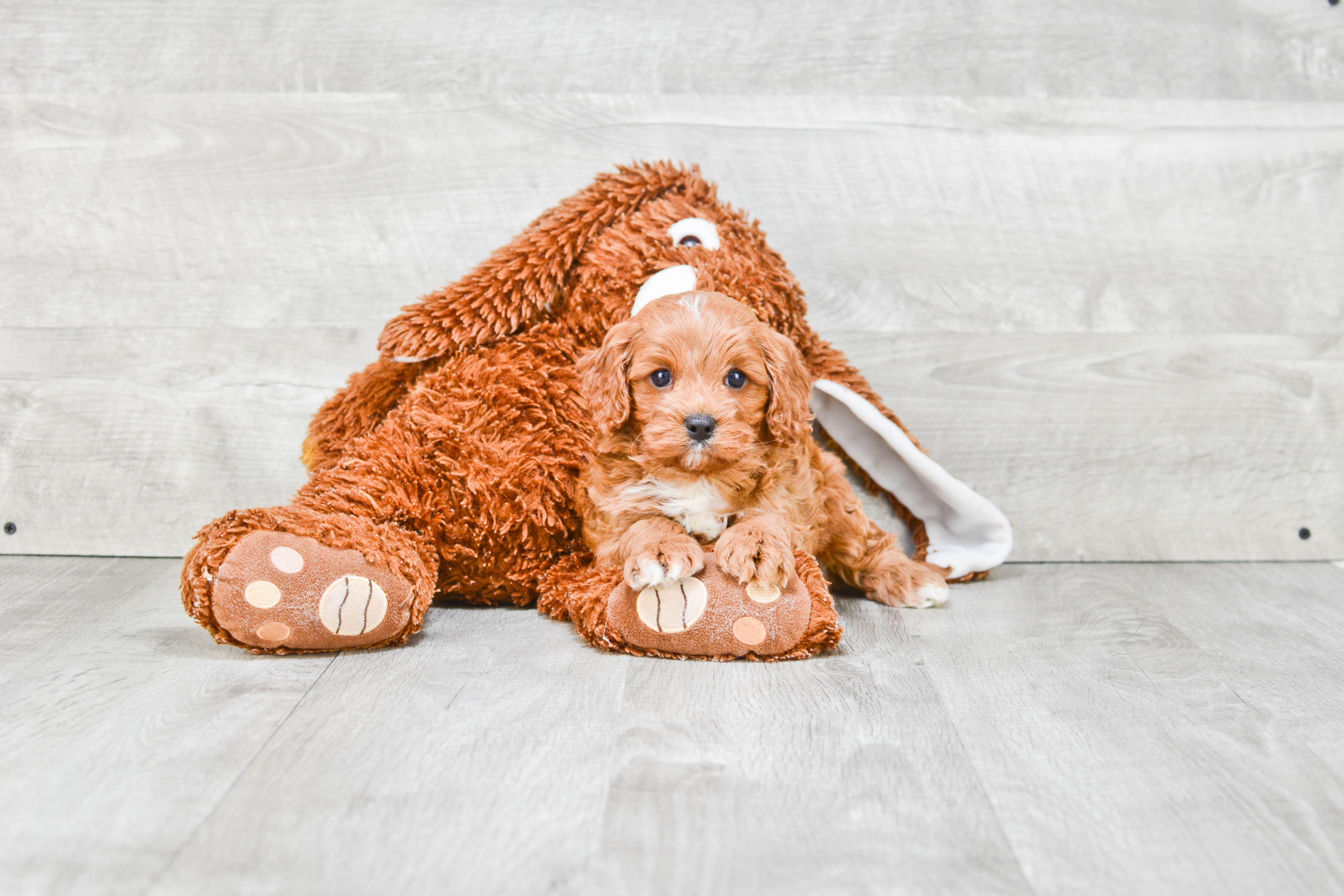 Cavapoo Pup Being Cute