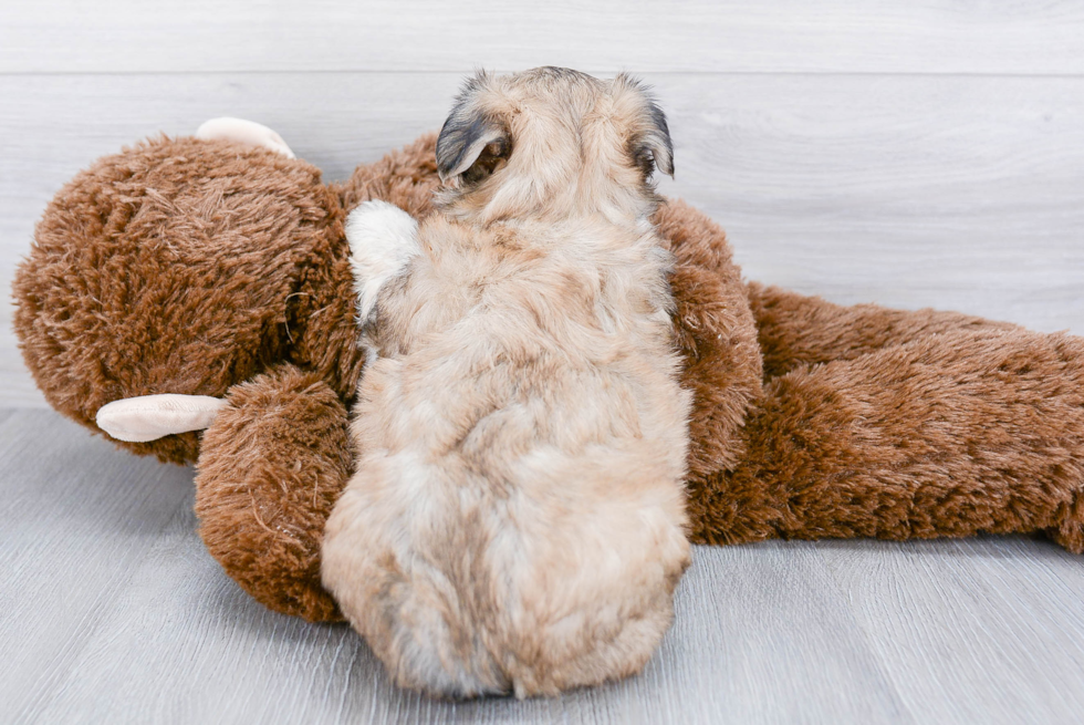 Morkie Puppy for Adoption