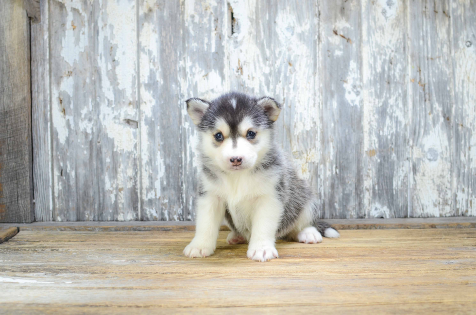 Small Pomsky Baby
