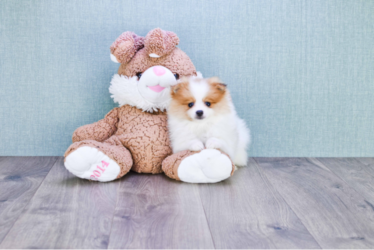 Cute Pomeranian Purebred Puppy