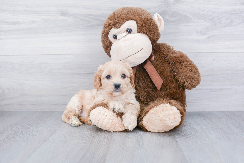 Playful Cavalier Designer Puppy