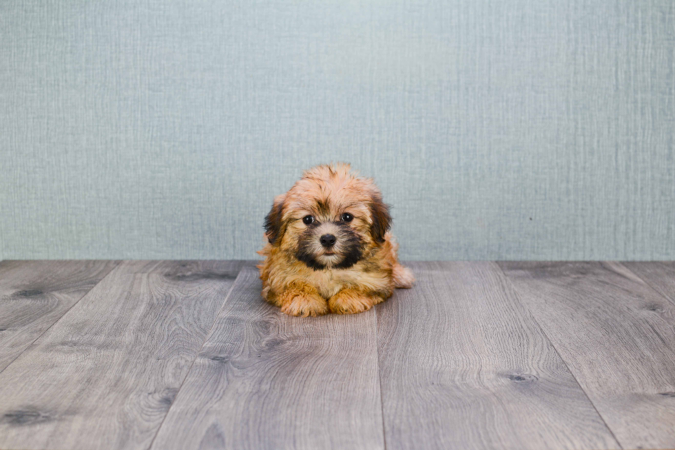 Morkie Puppy for Adoption