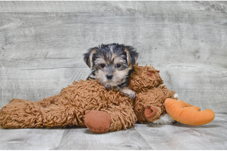 Morkie Puppy for Adoption
