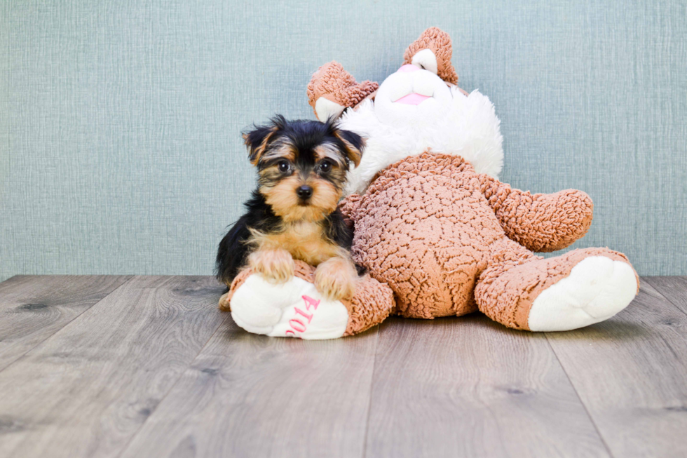 Popular Morkie Designer Pup