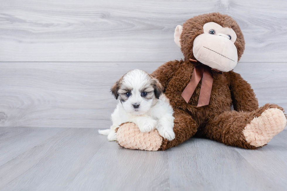 Little Shit Designer Puppy