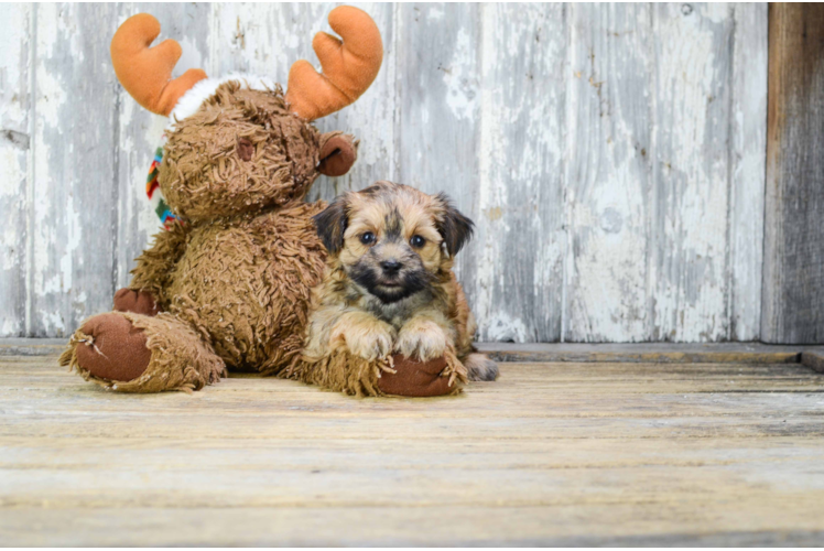 Playful Yorkie Designer Puppy