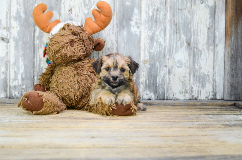 Playful Yorkie Designer Puppy