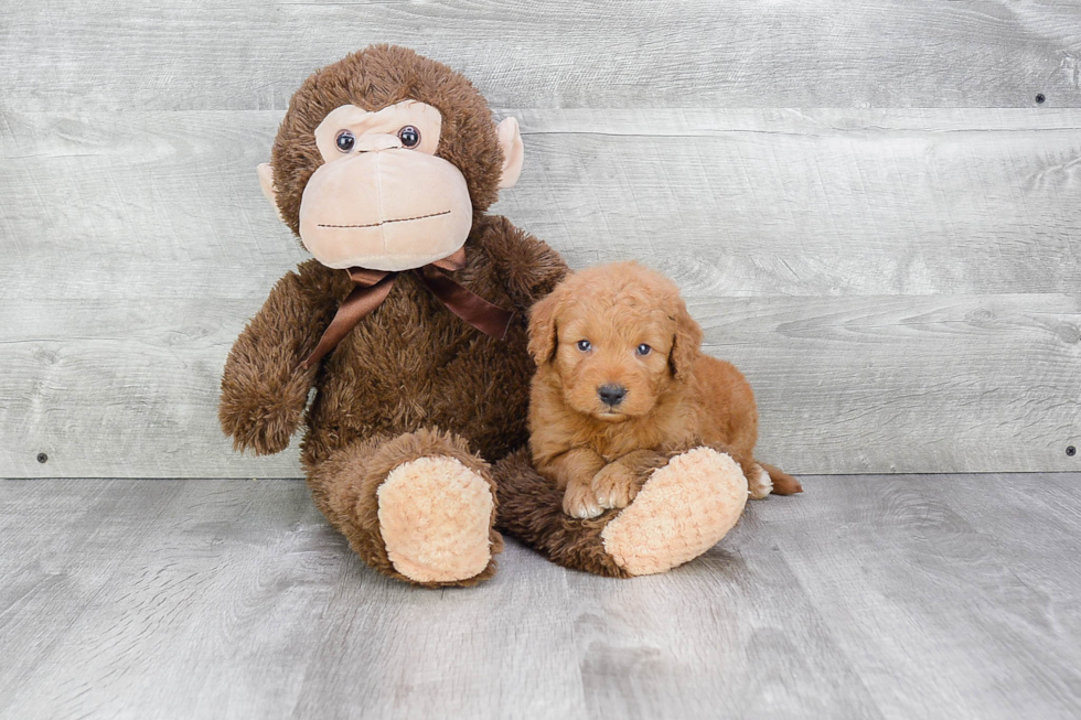 Playful Golden Retriever Poodle Mix Puppy