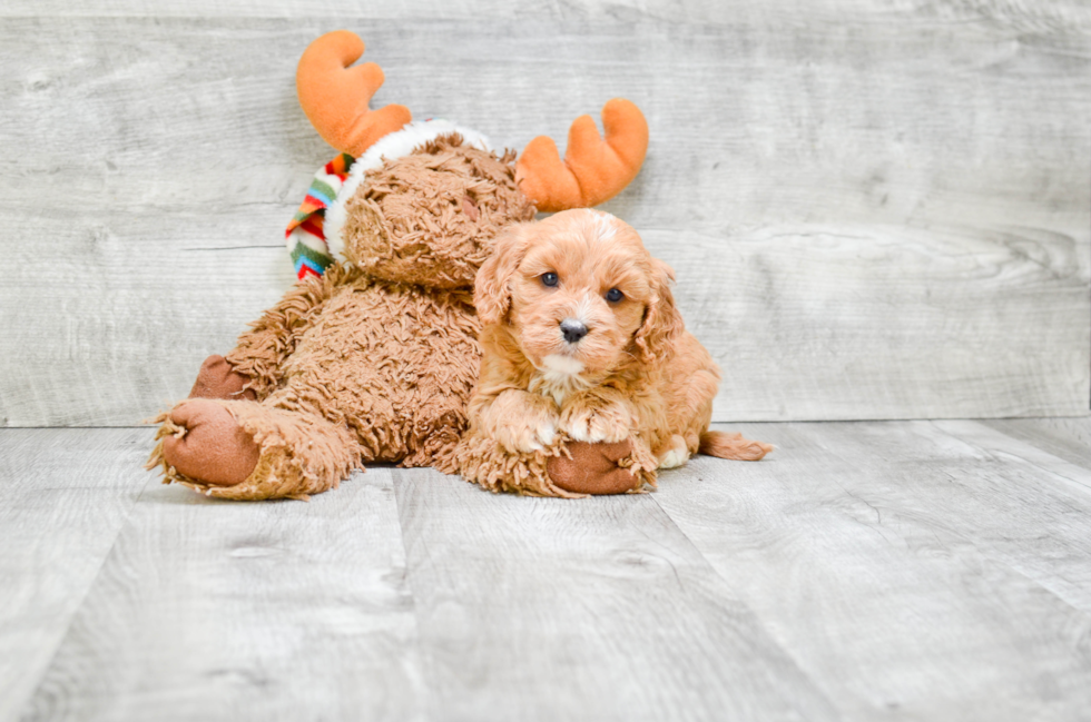 Fluffy Cavapoo Poodle Mix Pup