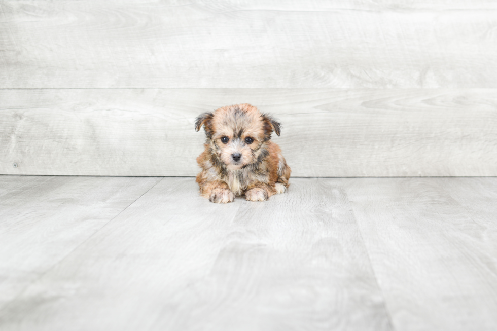 Petite Morkie Designer Pup