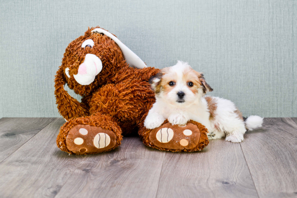 Little Yorkie Designer Puppy
