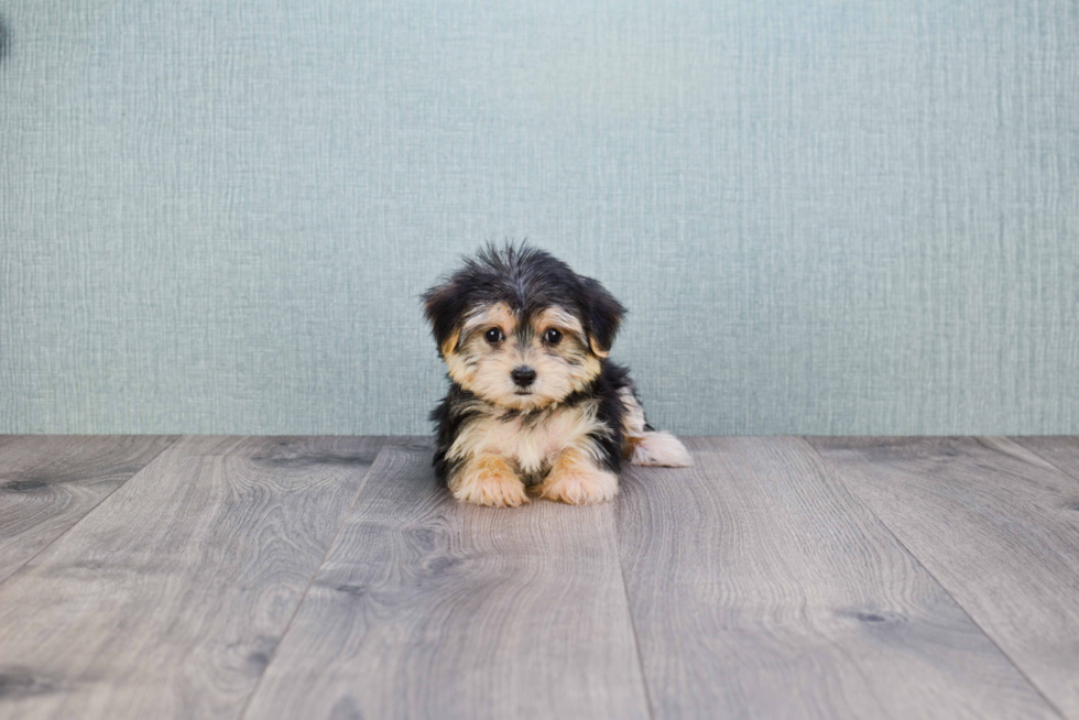 Friendly Morkie Baby