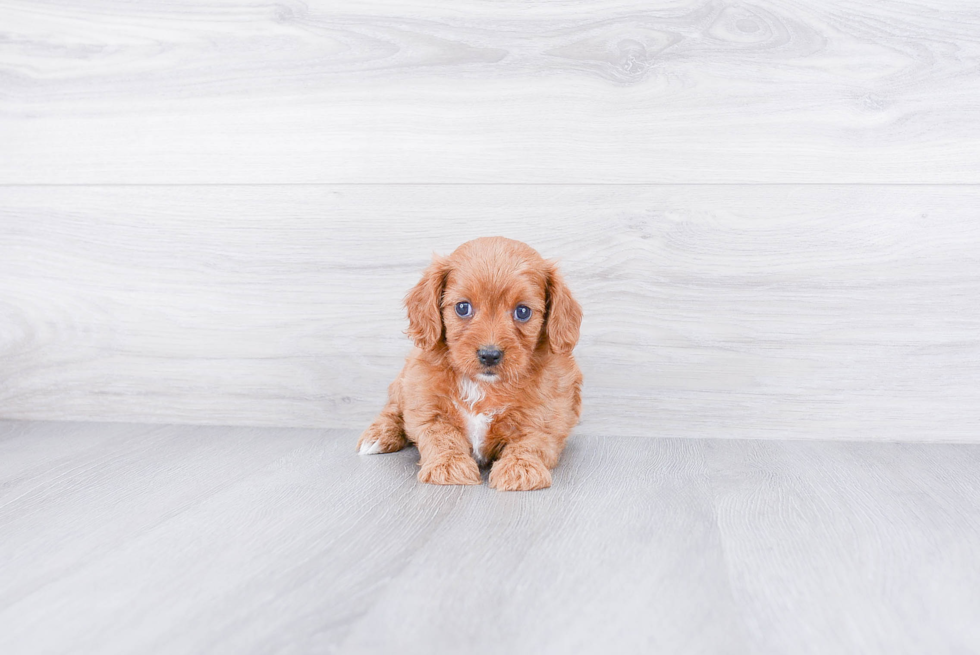 Best Cavapoo Baby