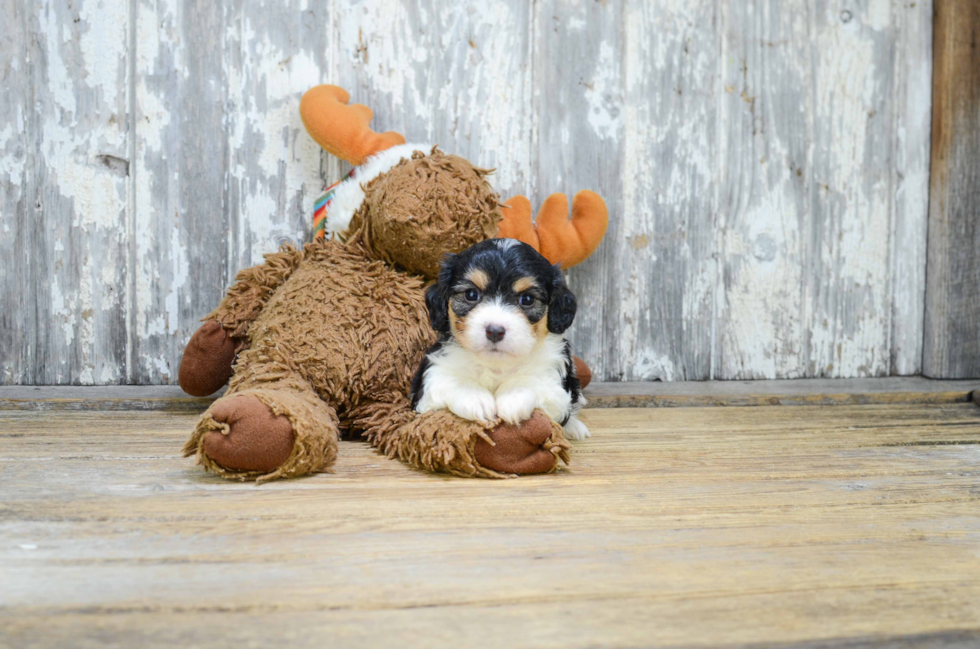 Fluffy Cavachon Designer Pup