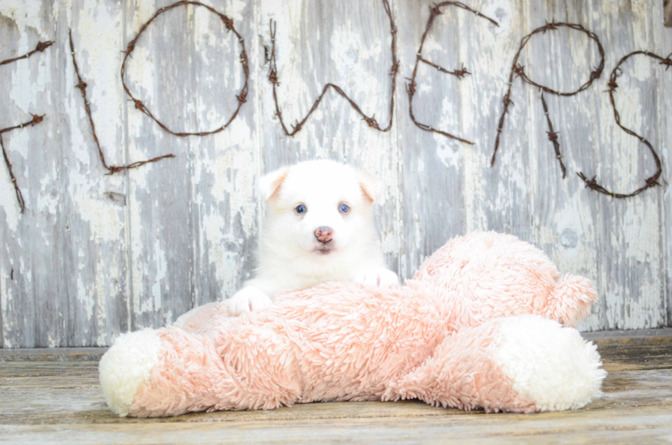 Petite Pomsky Designer Pup