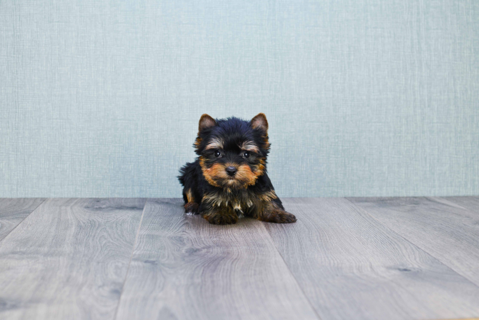 Meet Ronaldo - our Yorkshire Terrier Puppy Photo 