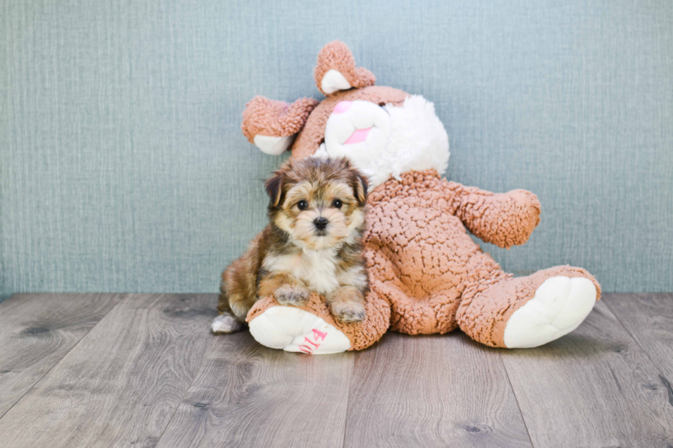 Morkie Pup Being Cute
