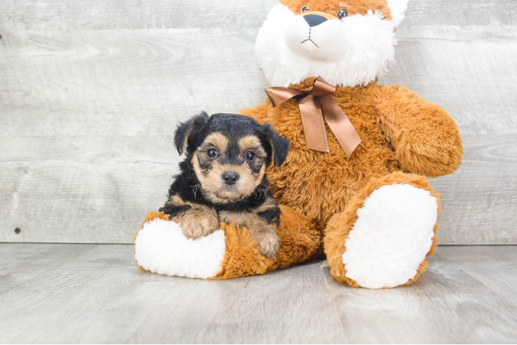 Smart Morkie Designer Pup