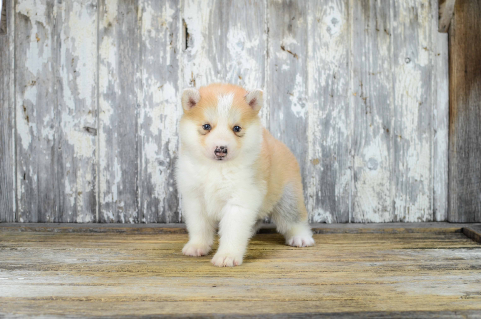Pomsky Pup Being Cute