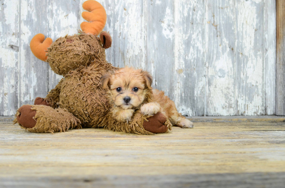 Cute Morkie Baby