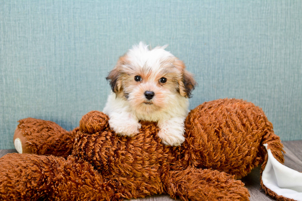 Maltipoo Puppy for Adoption