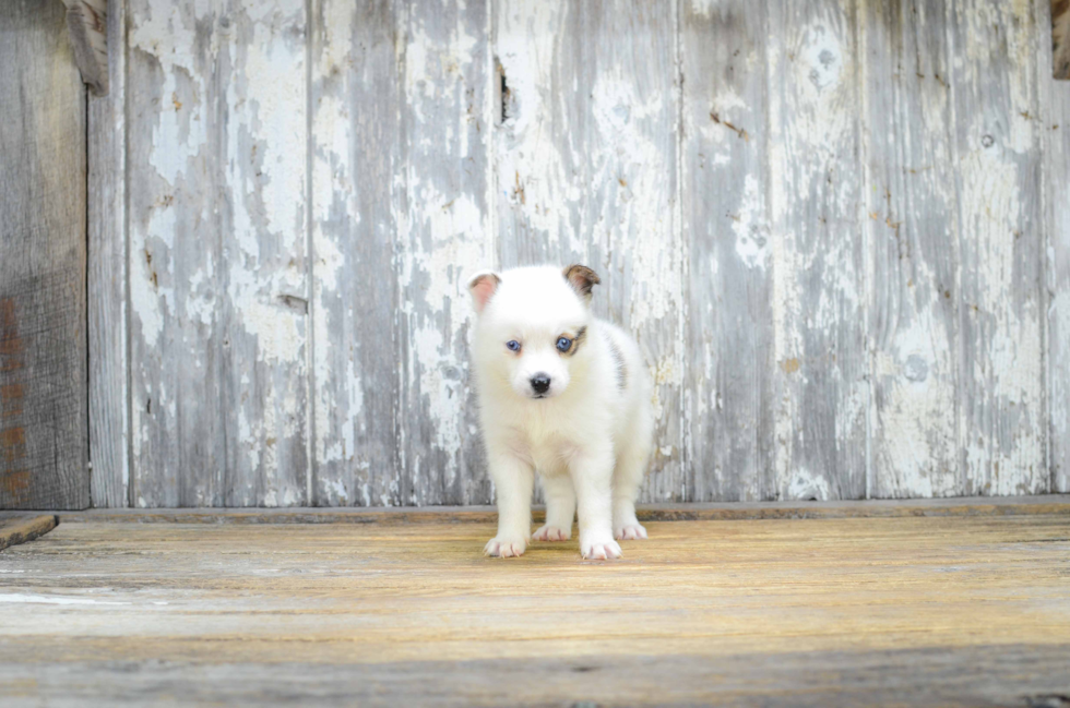 Sweet Pomsky Baby