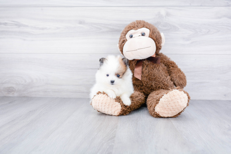 Best Pomeranian Baby
