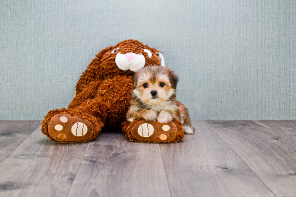 Small Morkie Baby